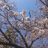 sakura_japan012